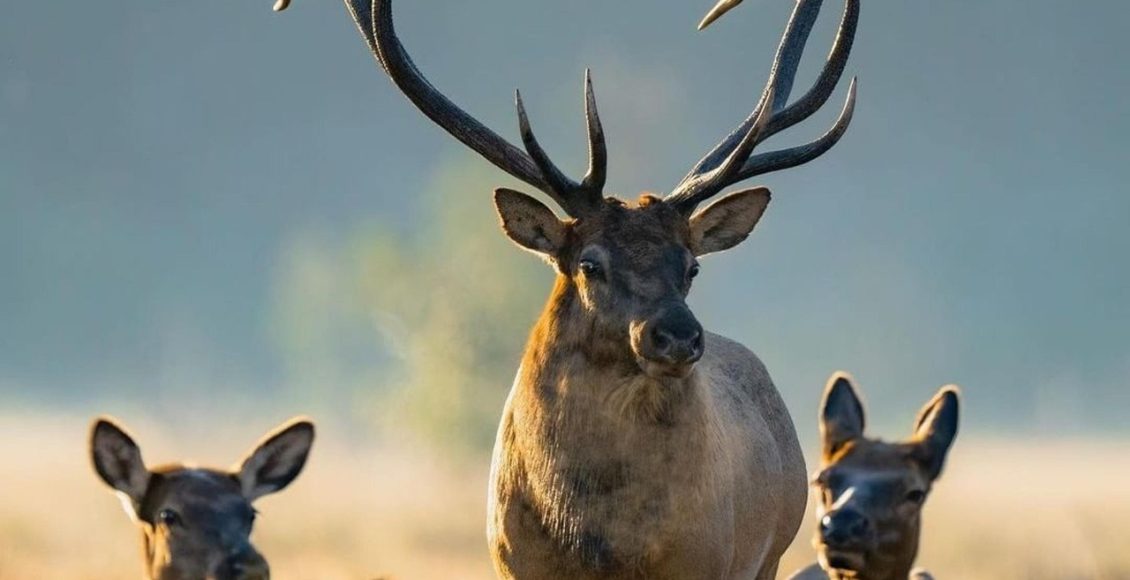 deer, elk, hunting, hunter, deer hunting, elk hunting, bow hunting, animals, nature, fauna, elk, elk, elk, elk, elk, hunting, deer hunting