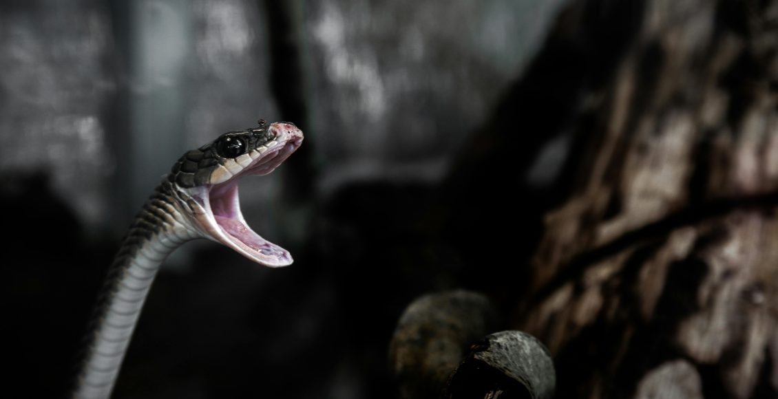 Dramatic close-up of a snake with open mouth in a dark, forest-like setting.